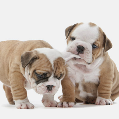 carlsbad- spot 5 - pet fair image