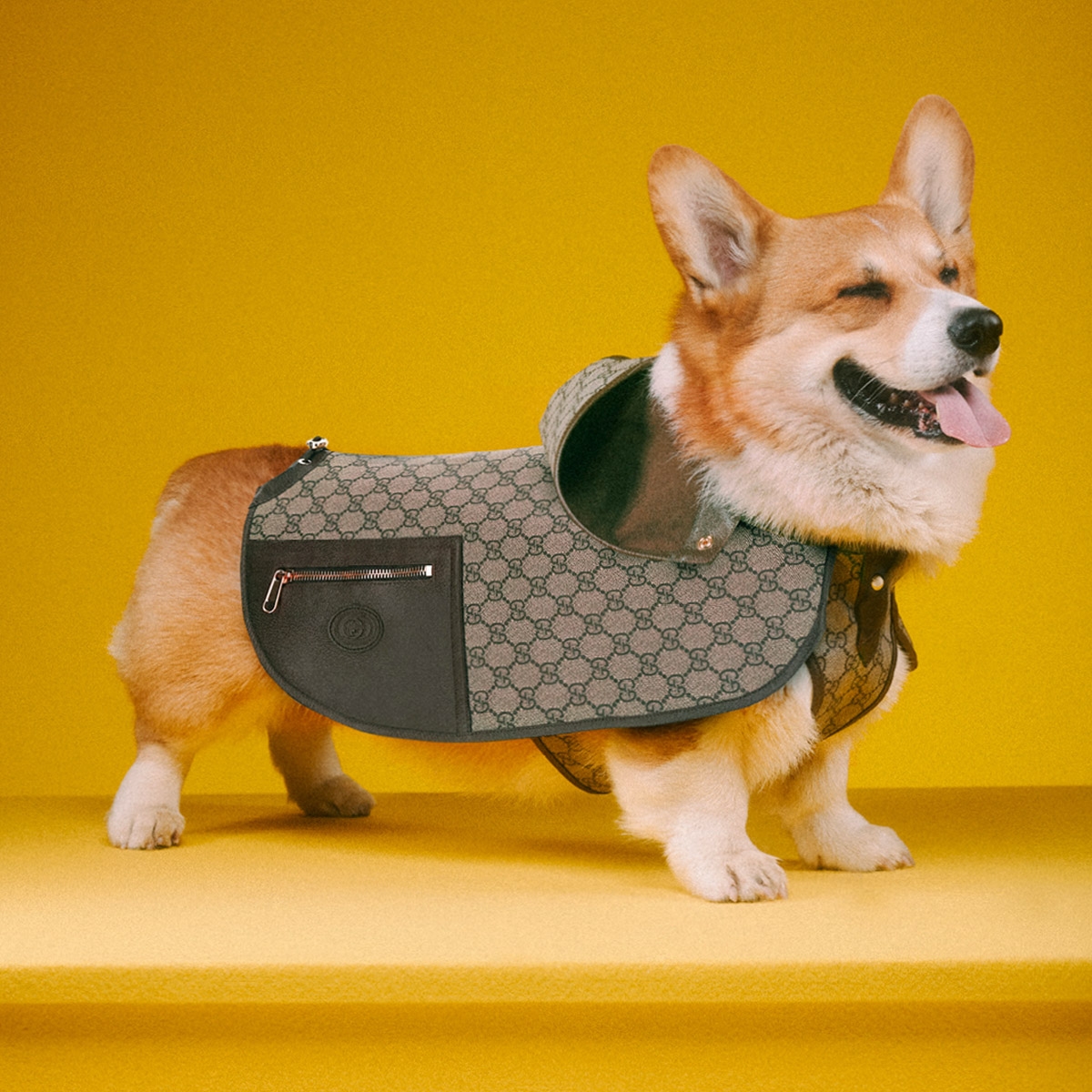 phipps - promo - gucci pet collection image