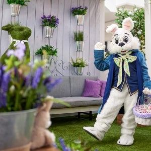 Time To Book Easter Bunny Photos- The Court From Easter Bunny Photo 